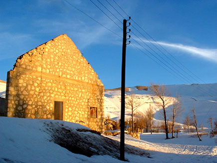 Cedars